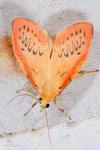 Miltochrista miniata