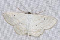 Scopula immutata
