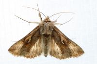 Autographa gamma