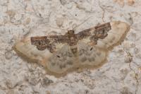 Idaea rusticata