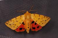 Diacrisia purpurata