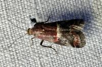 Acrobasis marmorea