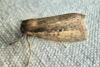 Archanara dissoluta
