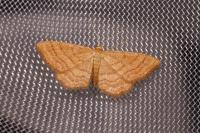 Idaea ochrata