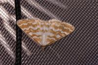 Idaea sericeata
