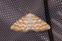 Idaea sericeata