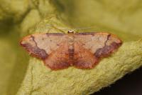 Idaea ostrinaria