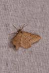 Isturgia murinaria