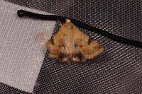 Heliothis peltigera