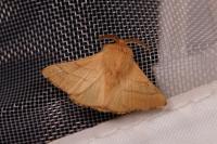 Malacosoma neustria