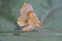 Selenia lunularia