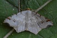 Macaria alternata