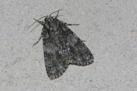Acronicta rumicis