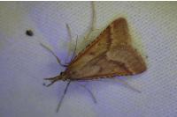 Synaphe punctalis