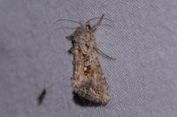 Trichoplusia ni