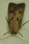 Agrotis exclamationis exclamationis