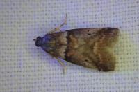 Acrobasis consociella