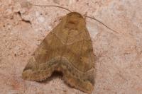 Cosmia trapezina