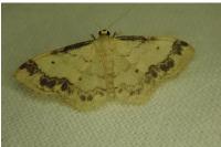 Idaea trigeminata