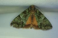 Polyphaenis sericata
