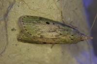 Aphomia sociella