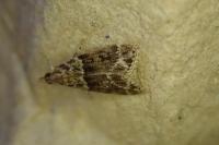 Eudonia mercurella