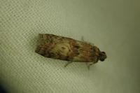 Phycita roborella