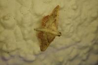 Endotricha flammealis