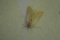 Acentria ephemerella