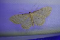 Idaea fuscovenosa