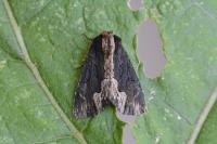 Dypterygia scabriuscula