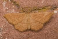 Idaea ochrata