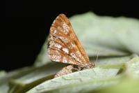 Bupalus piniaria