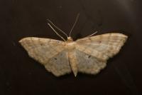 Idaea fuscovenosa