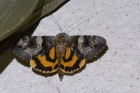 Catocala fulminea