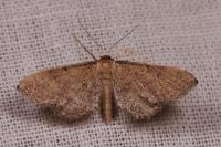 Idaea infirmaria
