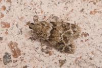 Eudonia mercurella