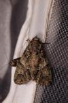 Polyphaenis sericata