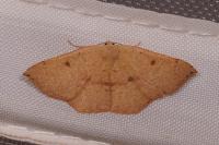 Cyclophora puppillaria