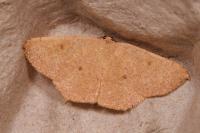 Cyclophora puppillaria