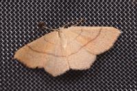 Cyclophora suppunctaria