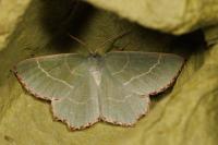 Thalera fimbrialis