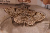 Peribatodes rhomboidaria rhomboidaria