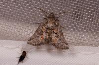 Cleonymia yvanii