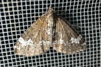 Perizoma alchemillata