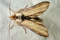 Cucullia verbasci