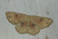 Cyclophora porata