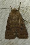 Hoplodrina octogenaria