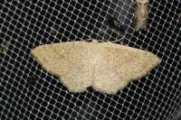 Cyclophora ruficiliaria
