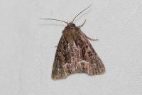 Oligia strigilis